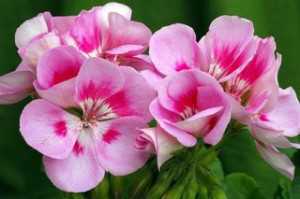 bienfait-huiles-essentielles-geranium-rosat