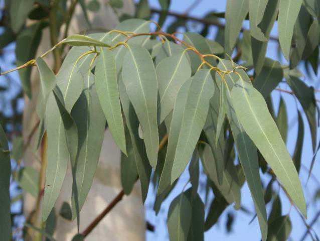 Feuilles d'eucalyptus