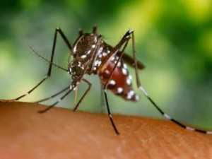 journee-mondiale-contre-le-paludisme