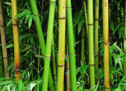 Les bienfaits du bambou - Je m'informe